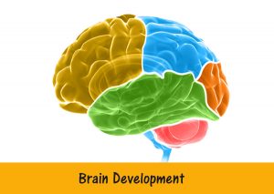 Brain-Development